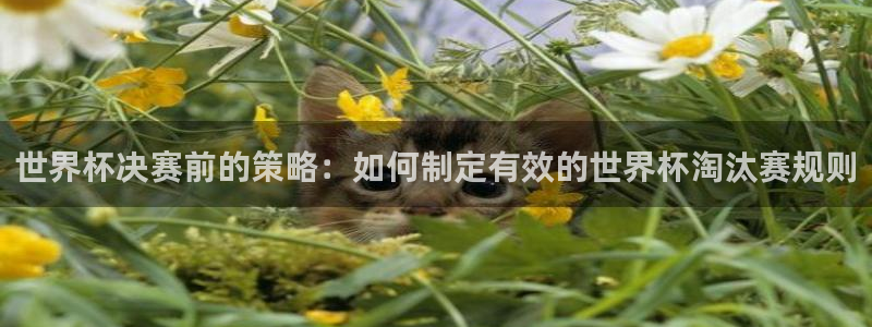 世界杯比赛直播:世界杯决赛前的策略:如何制定有效的世界杯淘汰赛规则